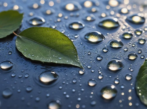 rainwater drops,water droplets,dew drops,droplets of water,dewdrops,dew droplets,waterdrops,water drops,rain droplets,droplets,drops plant leaves,rainy leaf,raindrops,water smartweed,rain drops,water lily leaf,raindrop,dew drop,drops of water,water droplet,Photography,Black and white photography,Black and White Photography 12