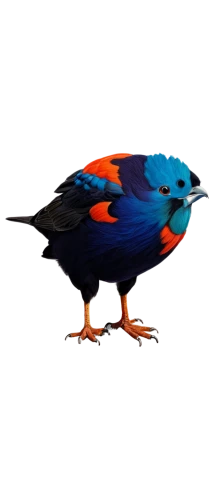 bird png,bird illustration,tanager,3d crow,great-tailed grackle,crimson rosella,orange beak,orange-breasted sunbird,red-winged blackbird,coucal,painted bunting,indigo bunting,an ornamental bird,greater antillean grackle,bird robin,rosella,crow-like bird,bird drawing,blue rock thrush,ornamental bird,Art,Classical Oil Painting,Classical Oil Painting 42