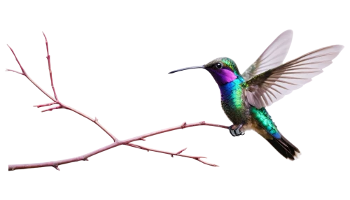 rofous hummingbird,ruby-throated hummingbird,bird hummingbird,annas hummingbird,allens hummingbird,black-chinned hummingbird,calliope hummingbird,ruby throated hummingbird,cuba-hummingbird,bee hummingbird,anna's hummingbird,hummingbird,hummingbirds,rufus hummingbird,humming bird,humming birds,the hummingbird hawk-purple,hummingbird large,black-chinned,humming-bird,Conceptual Art,Fantasy,Fantasy 11