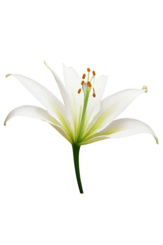 madonna lily,lilium candidum,easter lilies,flowers png,white lily,ornithogalum,white trumpet lily,sego lily,lily flower,ornithogalum umbellatum,hymenocallis,guernsey lily,lilium formosanum,day lily flower,siberian fawn lily,stargazer lily,day lily,tasmanian flax-lily,lillies,crinum,Conceptual Art,Fantasy,Fantasy 03