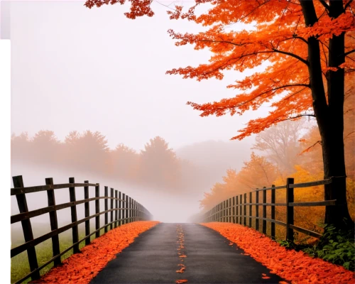 autumn background,background vector,autumn fog,landscape background,autumn scenery,foggy landscape,autumn landscape,autumn theme,fall landscape,background view nature,autumn walk,autumn forest,autumn frame,landscape red,autumn motive,image editing,wall,red border,colors of autumn,path,Photography,Documentary Photography,Documentary Photography 09