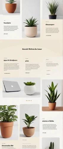 exotic plants,plant pot,potted plants,plant pots,plants in pots,potted palm,desert plants,money plant,outdoor plants,perennial plants,houseplant,potted plant,planter,house plants,sansevieria,landing page,plants,ornamental plants,web mockup,perennial plant,Conceptual Art,Daily,Daily 20