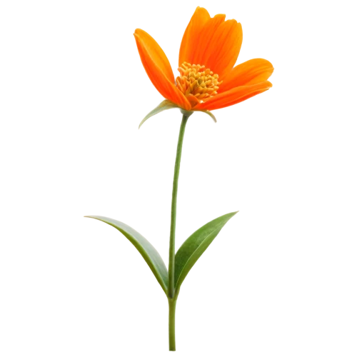 orange lily,orange flower,calenduleae,calendula,calendula officinalis,flowers png,calendula flower,turkestan tulip,calendula suffruticosa,guernsey lily,orange marigold,flower background,lotus png,sand coreopsis,single flower,minimalist flowers,orange,sego lily,defense,yellow orange tulip,Illustration,American Style,American Style 11