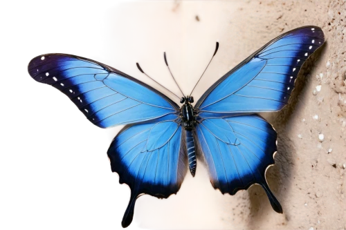 blue butterfly background,morpho butterfly,blue morpho butterfly,morpho peleides,blue morpho,white admiral or red spotted purple,ulysses butterfly,mazarine blue butterfly,blue butterfly,morpho,melanargia,butterfly background,butterfly vector,hesperia (butterfly),pipevine swallowtail,butterfly clip art,melanargia galathea,common blue butterfly,french butterfly,limenitis,Photography,Documentary Photography,Documentary Photography 31