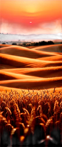 wheat field,wheat fields,grain field,field of cereals,wheat crops,barley field,wheat grasses,cornfield,grain field panorama,wheat grain,strand of wheat,strands of wheat,corn field,straw field,seed wheat,dune landscape,khorasan wheat,winter wheat,durum wheat,dune grass,Photography,Artistic Photography,Artistic Photography 03