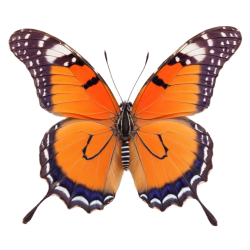 euphydryas,viceroy (butterfly),orange butterfly,butterfly vector,vanessa atalanta,butterfly clip art,vanessa (butterfly),hesperia (butterfly),polygonia,boloria,lycaena phlaeas,lepidoptera,brush-footed butterfly,melitaea,lycaena,vanessa cardui,gulf fritillary,french butterfly,lepidopterist,large tortoiseshell,Illustration,American Style,American Style 03