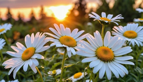 australian daisies,white daisies,daisies,sun daisies,daisy flowers,marguerite daisy,african daisies,oxeye daisy,wood daisy background,shasta daisy,ox-eye daisy,meadow daisy,barberton daisies,daisy flower,flower in sunset,leucanthemum,mayweed,colorful daisy,daisy family,marguerite,Photography,General,Realistic