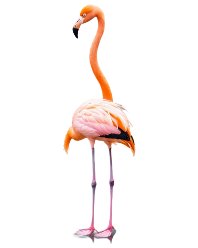 greater flamingo,flamingo,flamingo couple,pink flamingo,two flamingo,grey neck king crane,flamingos,flamingo pattern,flamingo with shadow,lawn flamingo,bird png,cuba flamingos,flamingoes,crane-like bird,pink flamingos,long neck,nature bird,orange beak,stork,avian,Art,Classical Oil Painting,Classical Oil Painting 21