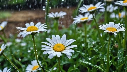 australian daisies,daisy flowers,marguerite daisy,shasta daisy,daisies,white daisies,rain lily,daisy flower,daisy family,barberton daisies,wood daisy background,oxeye daisy,marguerite,raindrops,rain drops,rainwater drops,ox-eye daisy,perennial daisy,dewdrops,mayweed,Photography,General,Realistic