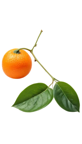 valencia orange,calamondin,kumquat,satsuma,tangerine fruits,kumquats,orange fruit,citrus sinensis,minneola,tangerine tree,growing mandarin tree,citrus,chinese dry tangerine,tangerines,mandarins,asian green oranges,apricot,orange climbing plant,citrus plant,orange tree,Illustration,Retro,Retro 23