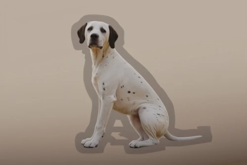 piebald,saluki,welsh springer spaniel,american foxhound,borzoi,english setter,english foxhound,treeing walker coonhound,basset hound,smaland hound,clumber spaniel,spaniel,posavac hound,portuguese pointer,english coonhound,kooikerhondje,dog illustration,coonhound,transylvanian hound,finnish hound,Photography,General,Natural