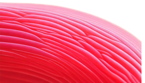 exercise ball,slinky,swirly orb,torus,sliced watermelon,orb,bouncy ball,pink quill,magenta,coral swirl,gradient mesh,tubular anemone,balloon-like,inflates soap bubbles,spinning top,flaccid anemone,gelatin,water balloon,semicircular,inflatable ring,Illustration,Retro,Retro 11