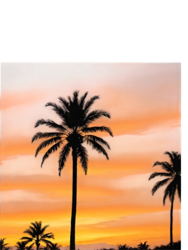 palm tree vector,palm tree silhouette,palm silhouettes,date palms,palmtrees,watercolor palm trees,palms,royal palms,two palms,palm trees,palmtree,mallorca,florida,palm tree,desert palm,date palm,wine palm,palm forest,maspalomas,arizona,Illustration,Realistic Fantasy,Realistic Fantasy 41