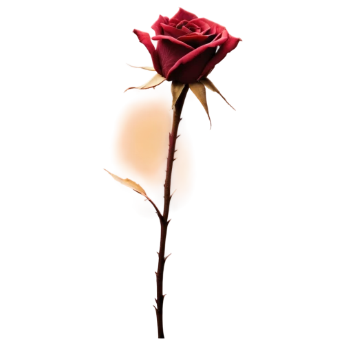 dried rose,rose png,arrow rose,romantic rose,petal of a rose,valentine flower,woods' rose,dry rose,lady banks' rose,lady banks' rose ,red rose,flowers png,black rose hip,rose bud,rose branch,bicolored rose,dried flower,paper rose,cherry twig,flower rose,Illustration,Black and White,Black and White 06