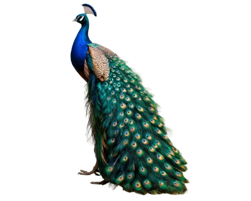 male peacock,peacock,peafowl,blue peacock,fairy peacock,peacock feathers,peacocks carnation,cassowary,an ornamental bird,prince of wales feathers,peacock feather,gujarat birds,meleagris gallopavo,guatemalan quetzal,perico,ornamental bird,blue parrot,bird png,nicobar pigeon,guinea fowl,Illustration,Japanese style,Japanese Style 14