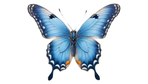blue butterfly background,morpho butterfly,morpho,butterfly vector,morpho peleides,blue morpho,blue morpho butterfly,ulysses butterfly,mazarine blue butterfly,blue butterfly,butterfly clip art,butterfly background,hesperia (butterfly),papillon,butterfly isolated,lepidopterist,plebejus,isolated butterfly,blue butterflies,butterfly,Illustration,Retro,Retro 24
