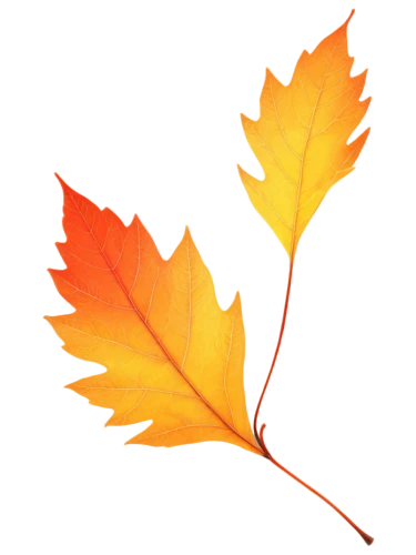 leaf background,autumn leaf paper,maple leave,red maple leaf,yellow maple leaf,fall leaf,maple leaf,autumn leaf,autumn icon,fall leaf border,spring leaf background,leaf branch,maple leaf red,maple foliage,fallen oak leaf,fan leaf,thunberg's fan maple,leaf rectangle,golden leaf,red leaf,Unique,Design,Infographics