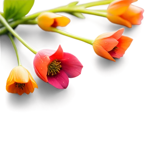 flowers png,tulip background,flower background,floral digital background,bookmark with flowers,edible flowers,tulipa,floral background,paper flower background,tulip flowers,minimalist flowers,trollius download,tuberous pea,two tulips,fritillaria imperialis,flower illustrative,fritillaria,crocuss,japanese anemones,orange red flowers,Illustration,Paper based,Paper Based 19