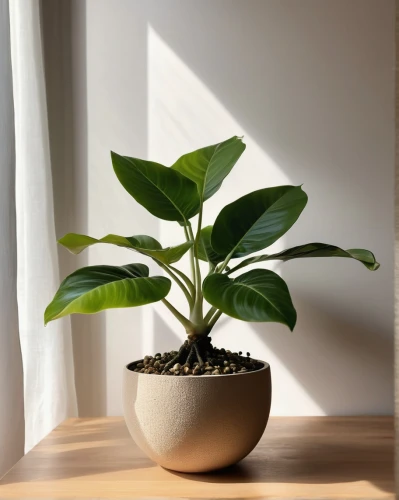 growing mandarin tree,indoor plant,money plant,banana plant,citrus plant,houseplant,dark green plant,bonsai tree,starfruit plant,terminalia catappa,ficus,ikebana,lantern plant,sacred fig,potted plant,potted tree,thick-leaf plant,pepper plant,pot plant,bonsai,Photography,Artistic Photography,Artistic Photography 01