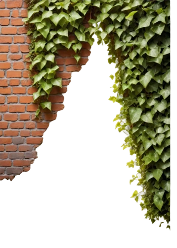 brick background,brick wall background,wall,background ivy,brickwall,ivy frame,hedge,house wall,mud wall,wall of bricks,brickwork,wall sticker,hole in the wall,brick wall,hollow hole brick,compound wall,ecological sustainable development,walls,ivy,the walls of the,Photography,Black and white photography,Black and White Photography 15