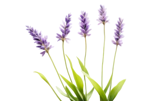 fernleaf lavender,lavandula,french lavender,flowers png,muscari armeniacum,egyptian lavender,english lavender,lavendar,the lavender flower,lavender flower,lavender flowers,lavender oil,muscari,liatris spicata,lavander,lavander products,lavandula dentata,lavenders,grape hyacinths,grape hyacinth,Conceptual Art,Oil color,Oil Color 02