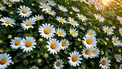 australian daisies,sun daisies,white daisies,daisies,shasta daisy,daisy flowers,leucanthemum maximum,marguerite daisy,leucanthemum,barberton daisies,wood daisy background,daisy family,oxeye daisy,daisy heart,daisy flower,autumn daisy,african daisies,spanish daisy,bellis perennis,perennial daisy,Photography,General,Fantasy