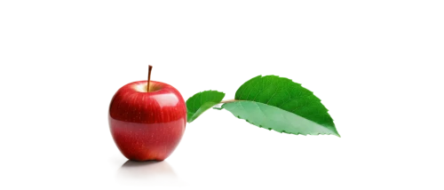 worm apple,chestnut with leaf,bladder cherry,wild apple,apple logo,core the apple,grape seed extract,naturopathy,apple pair,red apple,indian jujube,apple design,red horse chestnut,flesh-red horse chestnut,green apple,piece of apple,apple mint,chestnut leaf,jew apple,chestnut fruit,Art,Artistic Painting,Artistic Painting 46