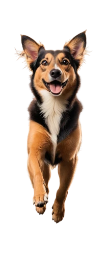 corgi,corgis,cheerful dog,welschcorgi,corgi-chihuahua,bongo,running dog,dog,chihuahua,dog running,emogi,run,doo,wag,png transparent,dogecoin,jagdterrier,transparent background,shiba,the pembroke welsh corgi,Illustration,Vector,Vector 18