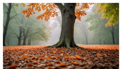 autumn fog,autumn forest,beech trees,autumn background,chestnut forest,european beech,autumn theme,forest floor,just autumn,autumn mood,fallen leaves,pumpkin autumn,autumn frame,autumn round,falling on leaves,autumn trees,autumn scenery,autumn season,beech leaves,fallen acorn,Photography,General,Cinematic