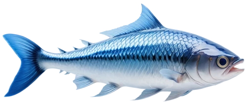 blue stripe fish,blue fish,thunnus,cabezon (fish),tobaccofish,triggerfish,trigger fish,marine fish,blue angel fish,fish,cichlid,sea bream,triggerfish-clown,beautiful fish,rooster fish,fighting fish,rhino fish,deep sea fish,garp fish,forage fish,Conceptual Art,Fantasy,Fantasy 20