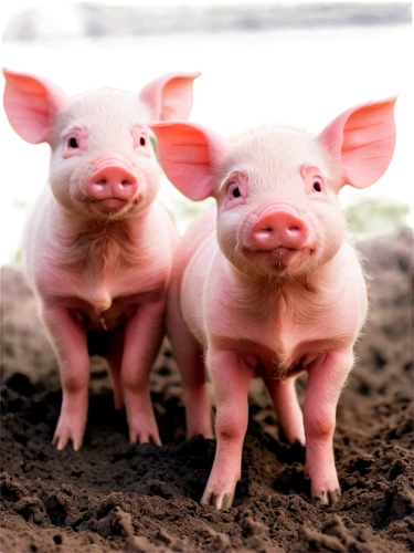 piglets,teacup pigs,piglet barn,pigs,pig's trotters,bay of pigs,mini pig,kawaii pig,domestic pig,piglet,pig,vegan icons,farm animals,lardon,pork,pot-bellied pig,babi panggang,swine,small animal food,livestock farming,Art,Artistic Painting,Artistic Painting 35