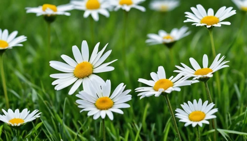 wood daisy background,daisy flowers,white daisies,daisies,australian daisies,oxeye daisy,marguerite daisy,leucanthemum,meadow daisy,mayweed,daisy family,barberton daisies,common daisy,leucanthemum maximum,daisy flower,ox-eye daisy,perennial daisy,marguerite,heath aster,sun daisies,Photography,General,Realistic