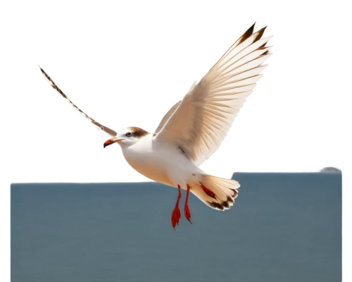 large white-headed gull,black-headed gull,caspian tern,flying tern,flying common tern,royal tern,black headed gull,tern flying,tern bird,arctic tern,common tern,piping plover,fairy tern,forster s tern,seagull in flight,tern,laughing gull,indian sea gull,sandwich tern,kelp gull in flight,Art,Artistic Painting,Artistic Painting 34