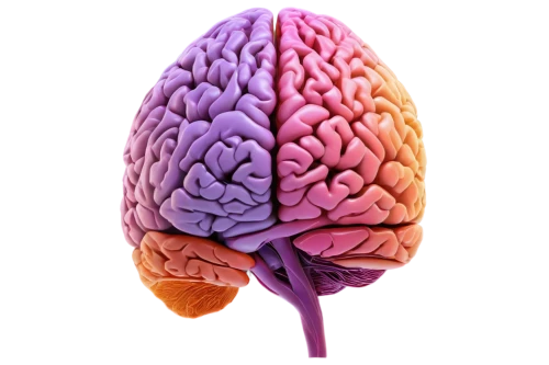 cerebrum,brain icon,human brain,brain structure,brain,cognitive psychology,magnetic resonance imaging,isolated product image,brainy,bicycle helmet,neurath,acetylcholine,medical imaging,human internal organ,medical illustration,neurology,3d model,emotional intelligence,neural,human head,Conceptual Art,Daily,Daily 23