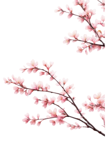 japanese floral background,cherry blossom branch,japanese sakura background,flowers png,sakura branch,sakura background,plum blossoms,floral digital background,sakura blossoms,sakura flowers,japanese carnation cherry,pink floral background,apricot flowers,sakura tree,sakura flower,cherry branches,japanese cherry,japanese cherry blossom,prunus,apricot blossom,Art,Classical Oil Painting,Classical Oil Painting 28