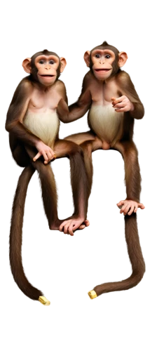 monkeys band,monkeys,monkey gang,primates,monkey family,baboons,png image,ape,great apes,monkey,png transparent,monkey banana,primate,cougnou,three monkeys,orang utan,human evolution,mammals,uganda,the blood breast baboons,Art,Artistic Painting,Artistic Painting 06