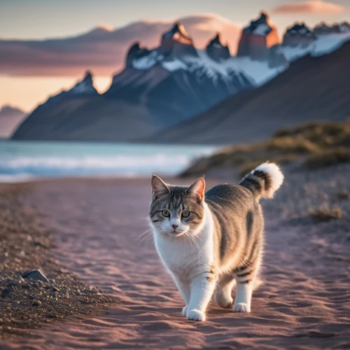 aegean cat,cat european,siberian cat,american curl,eastern iceland,european shorthair,cat greece,norwegian forest cat,tabby cat,red tabby,calico cat,feral cat,domestic long-haired cat,baffin island,cat image,wild cat,cute cat,majestic nature,breed cat,siberian,Photography,General,Fantasy