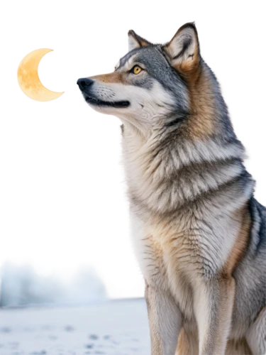 howling wolf,constellation wolf,tamaskan dog,wolfdog,northern inuit dog,czechoslovakian wolfdog,saarloos wolfdog,european wolf,canis lupus,gray wolf,wolf,werewolves,malamute,sakhalin husky,canidae,canis lupus tundrarum,full moon,full moon day,wolves,howl,Illustration,Japanese style,Japanese Style 12
