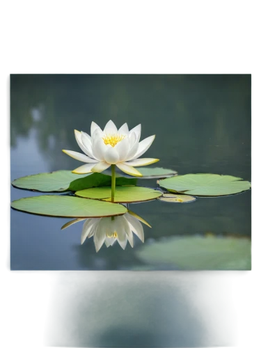 white water lily,lotus on pond,fragrant white water lily,pond lily,white water lilies,water lily,flower of water-lily,water lilly,waterlily,large water lily,water lily flower,lotus png,pond flower,water lotus,broadleaf pond lily,lotus effect,water lilies,sacred lotus,lotus flowers,lotuses,Art,Classical Oil Painting,Classical Oil Painting 16