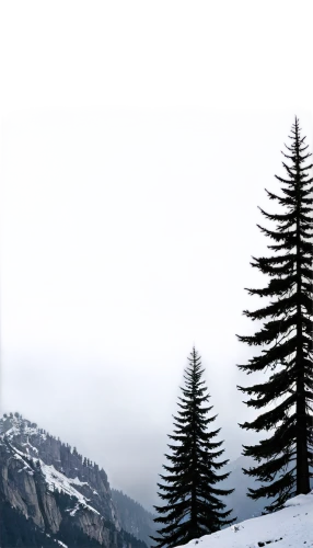 winter background,fir trees,isolated tree,snow in pine trees,spruce trees,spruce needle,snow trees,fir forest,coniferous,coniferous forest,spruce-fir forest,snowy tree,pine trees,fir tree,nordmann fir,christmas snowy background,fir tree silhouette,snowflake background,temperate coniferous forest,evergreen trees,Conceptual Art,Oil color,Oil Color 15