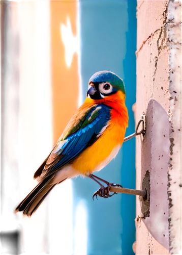 colorful birds,bird painting,passerine bird,passerine,an ornamental bird,tanager,orange-bellied flowerpecker,ornamental bird,orange beak,beautiful bird,australian bird,baltimore oriole,painted bunting,guacamaya,sun conure,perching bird,coastal bird,bird photography,blue and gold macaw,exotic bird,Conceptual Art,Graffiti Art,Graffiti Art 07