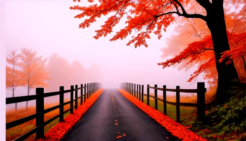 autumn fog,foggy landscape,autumn background,autumn scenery,autumn landscape,fall landscape,landscape background,country road,wall,autumn forest,autumn morning,autumn walk,walkway,wooden fence,wooden bridge,pathway,tree lined path,forest road,foggy forest,wooden path,Photography,Artistic Photography,Artistic Photography 06