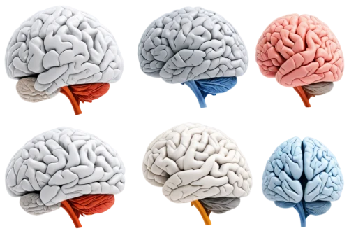 brain icon,human brain,brain structure,cerebrum,sport climbing helmets,brain,cognitive psychology,brain cells,neurons,neurology,emotional intelligence,brainstorm,isolated product image,brainy,neural network,neurath,helmets,climbing helmets,motor skills toy,neural,Illustration,Black and White,Black and White 06