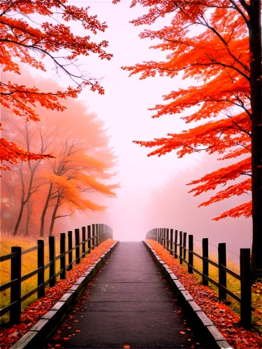 autumn fog,autumn background,foggy landscape,autumn scenery,autumn landscape,autumn forest,autumn walk,autumn morning,fall landscape,the autumn,wooden bridge,tree lined path,walkway,autumn,landscape red,foggy forest,autumn theme,foggy day,just autumn,colors of autumn,Illustration,Japanese style,Japanese Style 11