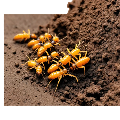 mound-building termites,fire ants,anthill,centipede,ants,springtail,termite,cutworms,earwigs,wasps,darkling beetles,mites,scentless plant bugs,stingless bees,ant hill,insecticide,ant,arthropods,colony,aphids,Conceptual Art,Daily,Daily 18