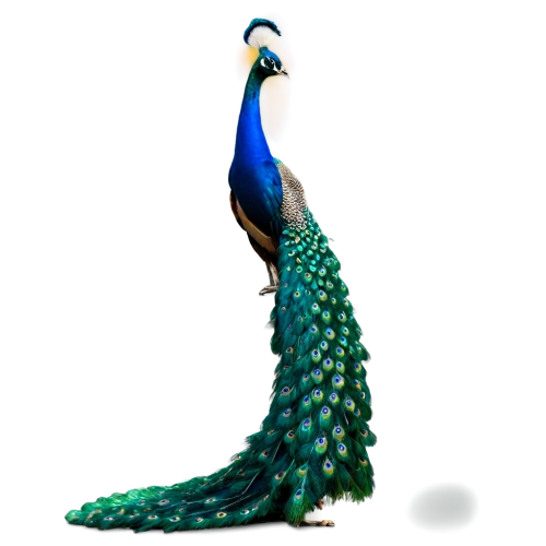 male peacock,peacock,blue peacock,peafowl,fairy peacock,cassowary,peacock feathers,guatemalan quetzal,peacocks carnation,a species of marine bird,emerald lizard,doubletail,quetzal,bird png,reconstruction,peacock feather,perico,varanidae,blue parrot,emberizidae,Conceptual Art,Oil color,Oil Color 15