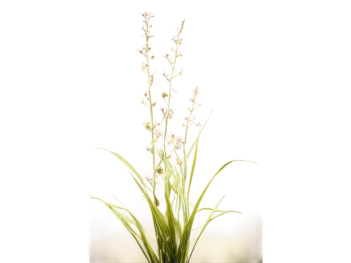 sweet grass plant,sea arrowgrass,citronella,arrowgrass,grape-grass lily,flowers png,grass lily,pontederia,panicle,gaura,cherry sparkler fountain grass,foxtail lily,elymus repens,sweet grass,aquatic plant,ceratostylis,scaphosepalum,yellow nutsedge,blooming grass,grass blossom,Photography,Documentary Photography,Documentary Photography 04