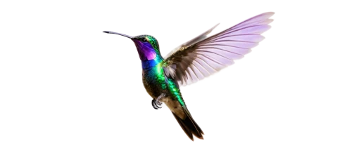 gouldian,calliope hummingbird,ruby-throated hummingbird,black-chinned hummingbird,bird hummingbird,cuba-hummingbird,allens hummingbird,guatemalan quetzal,rofous hummingbird,annas hummingbird,ruby throated hummingbird,hummingbird,bee hummingbird,color feathers,hummingbirds,quetzal,hummingbird large,humming bird,anna's hummingbird,green-tailed emerald,Conceptual Art,Sci-Fi,Sci-Fi 02