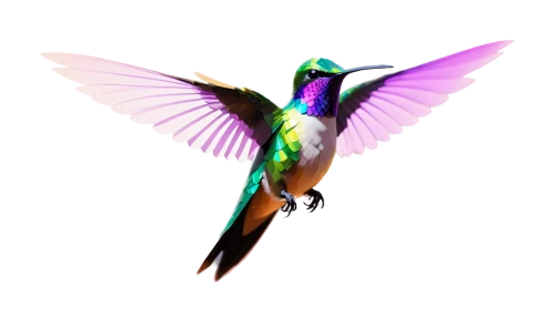gouldian,annas hummingbird,bird hummingbird,calliope hummingbird,rofous hummingbird,hummingbird,bird png,ruby-throated hummingbird,allens hummingbird,male rufous hummingbird,rufous hummingbird,hummingbirds,rufus hummingbird,green-tailed emerald,black-chinned hummingbird,alcedo atthis,ruby throated hummingbird,cuba-hummingbird,the hummingbird hawk-purple,chrysops,Unique,3D,Low Poly