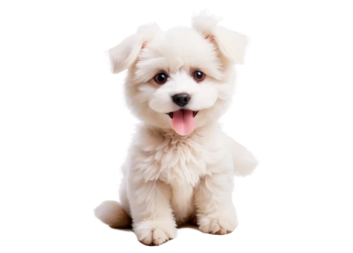 english white terrier,west highland white terrier,poodle crossbreed,maltepoo,bichon frisé,havanese,pet vitamins & supplements,bichon,sealyham terrier,japanese spitz,old english sheepdog,shih poo,dog pure-breed,german spitz mittel,tibetan terrier,coton de tulear,cute puppy,shih-poo,tibet terrier,cavachon,Art,Artistic Painting,Artistic Painting 35